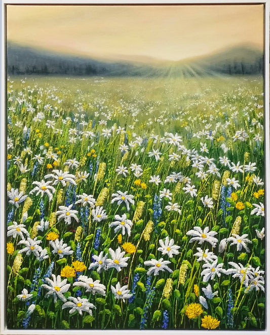 Morning Daisies