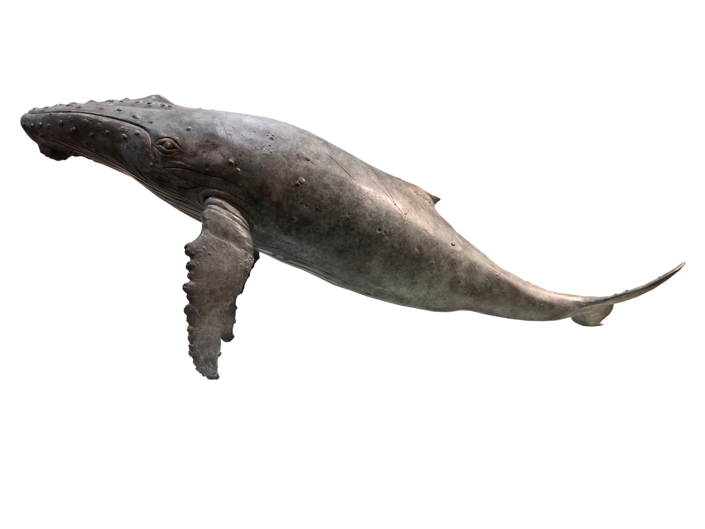 Humpback Whale - Limited Edition 1/9
