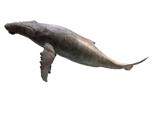 Humpback Whale - Limited Edition 1/9