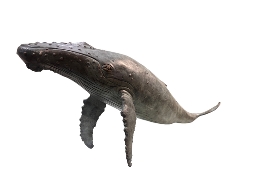 Humpback Whale - Limited Edition 1/9