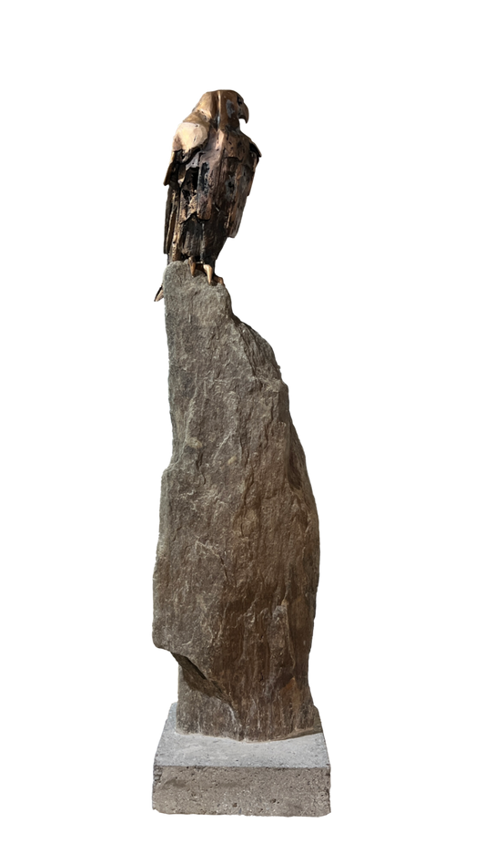 Falcon Study - Anticipation