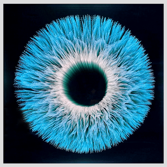 Iris 7