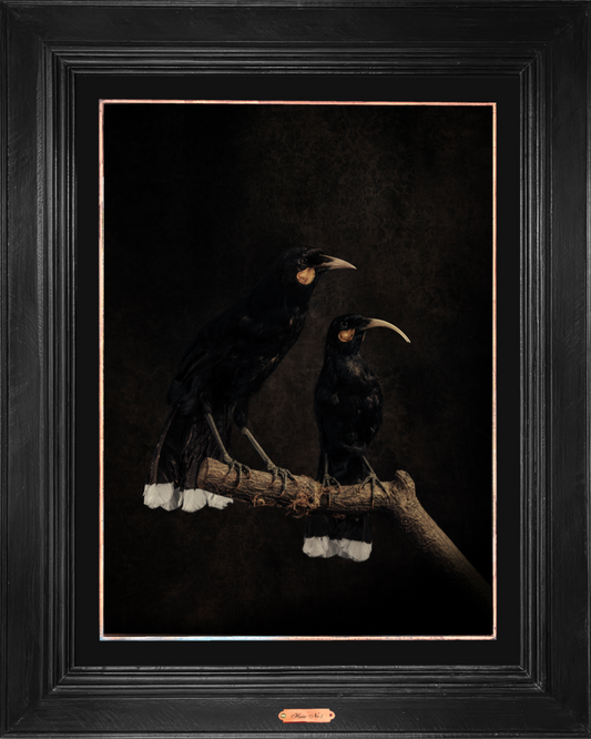 Huia No.1 - Edition 5/5