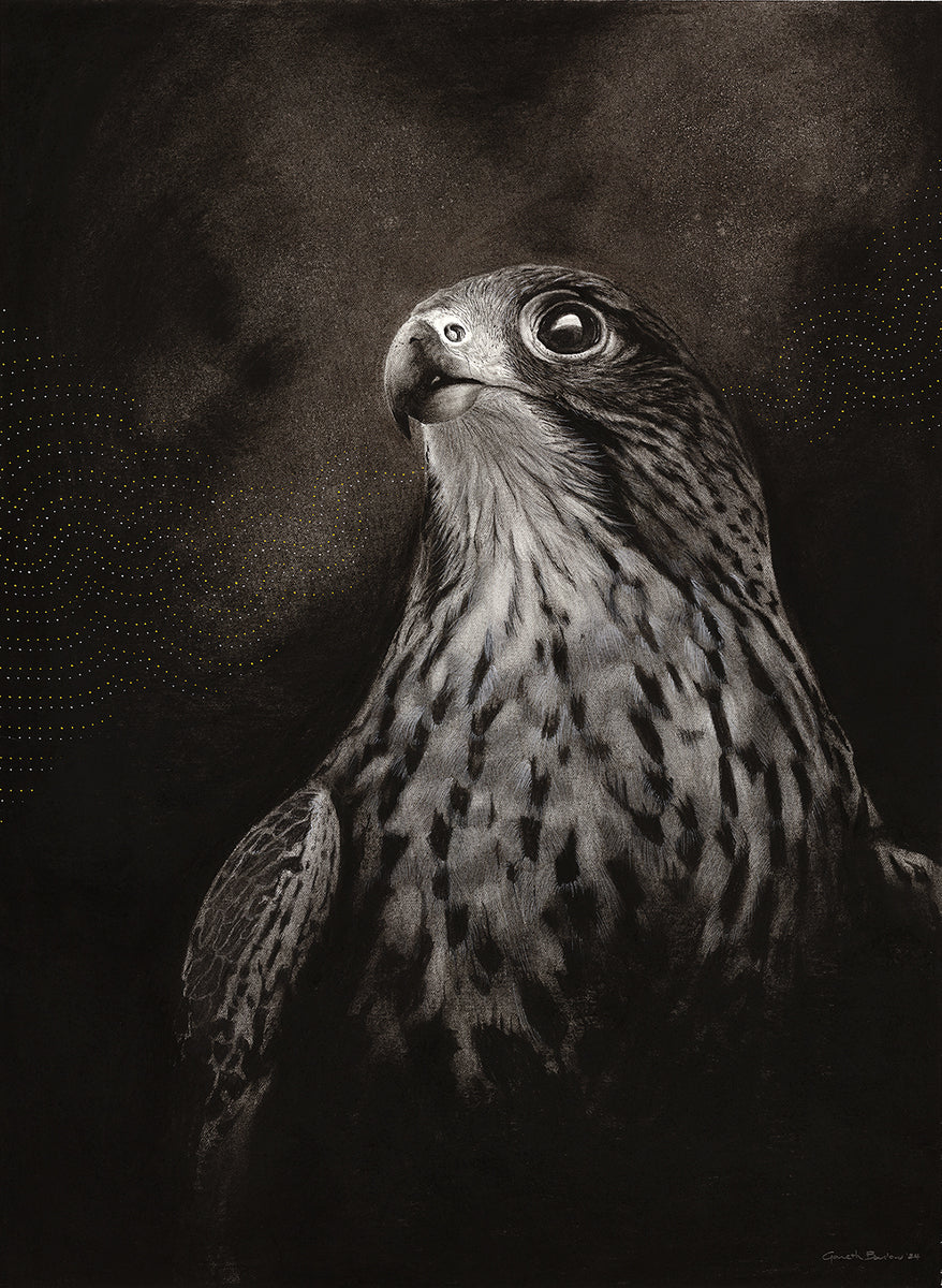 Kārearea