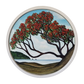 Northern Pohutukawa