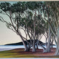 Macrocarpa on the Beach