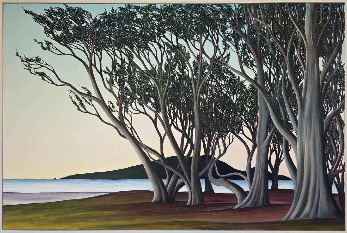 Macrocarpa on the Beach