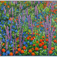 Beautiful Wildflowers