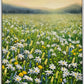 Morning Daisies