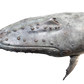 Humpback Whale - Limited Edition 1/9