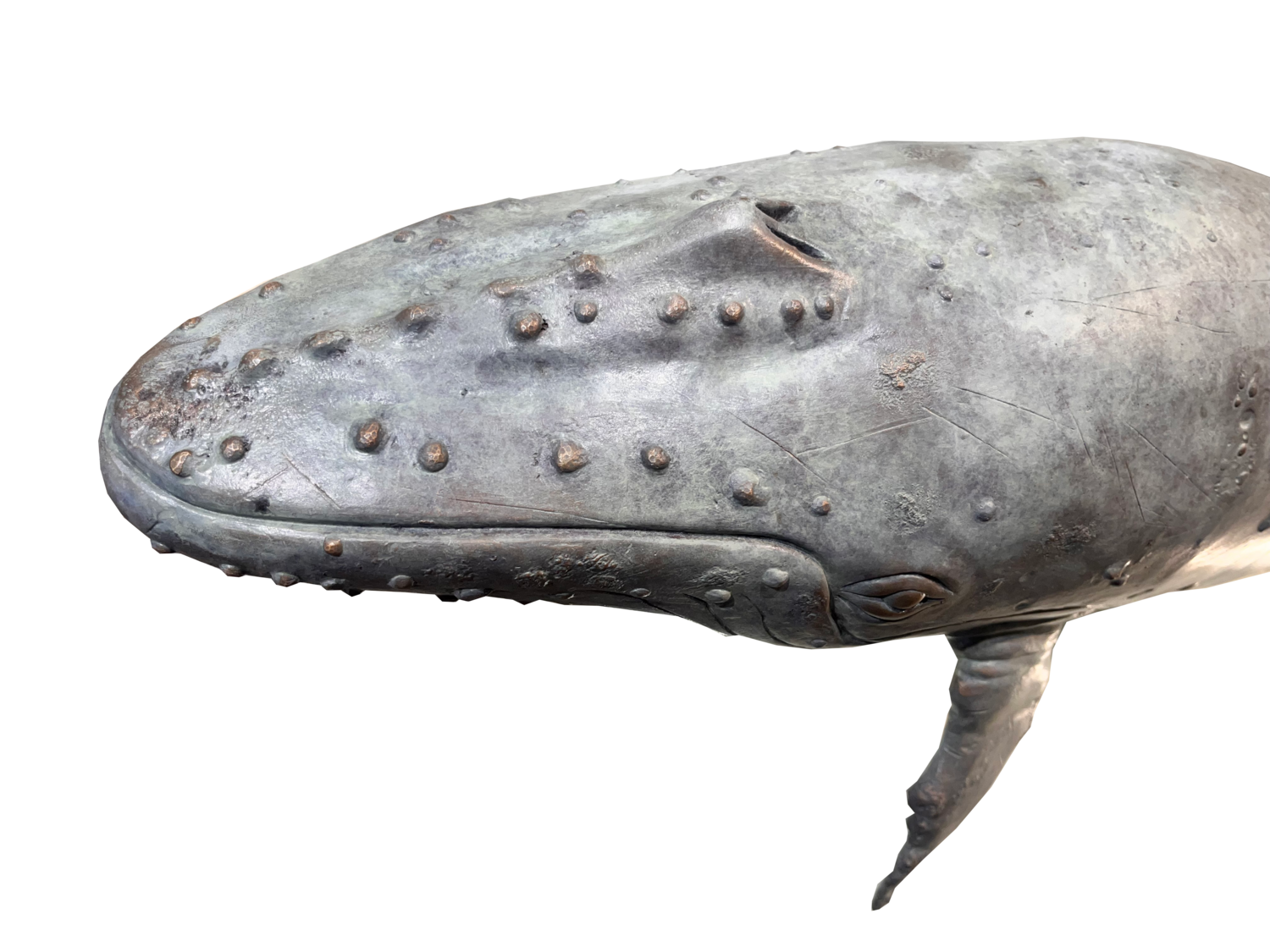 Humpback Whale - Limited Edition 1/9