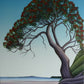 Hauraki Gulf Pohutukawa