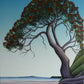 Hauraki Gulf Pohutukawa