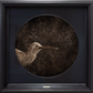 Kiwi No.1 - Edition 4/5