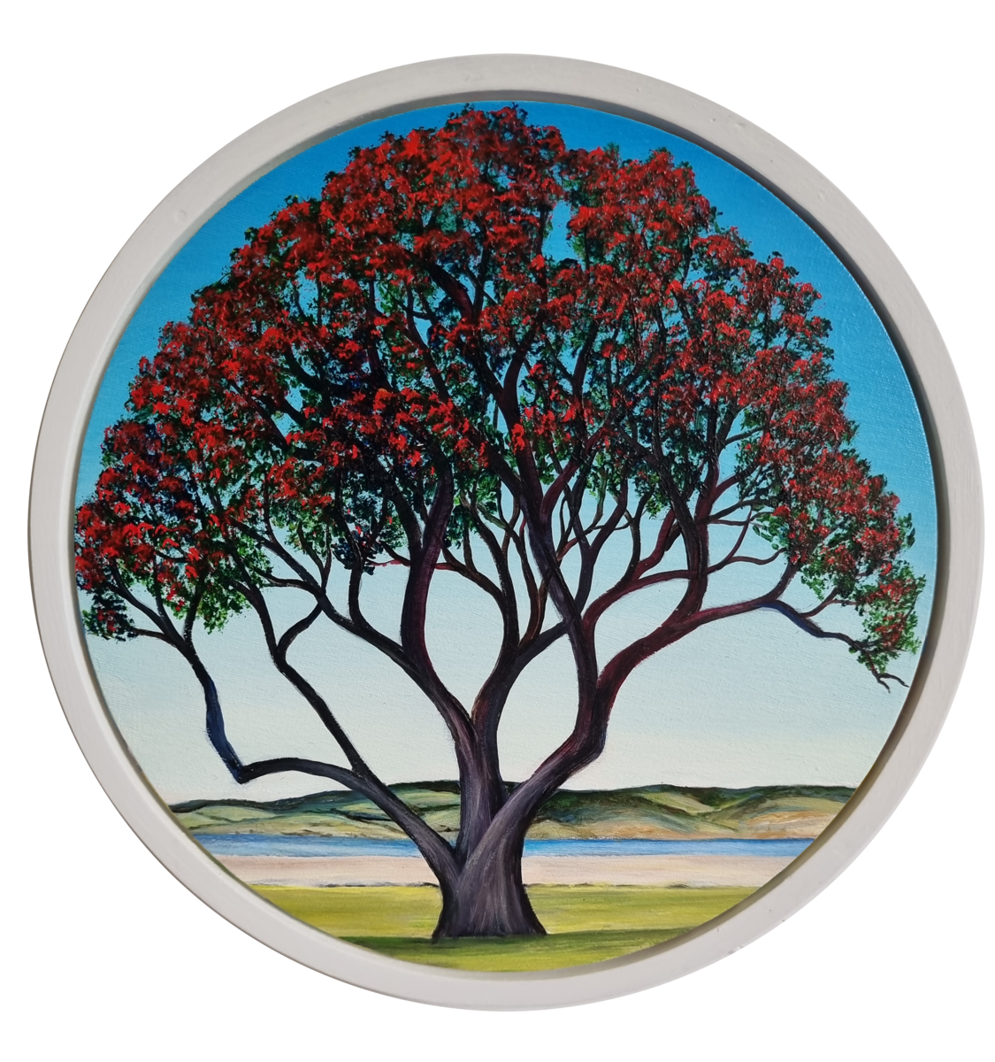 Full Bloom Coastal Pohutukawa Nov -Dec 2025 I