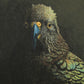 Kea - The Regal