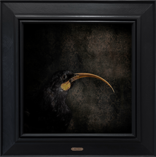 Huia No.3 - Edition 4/5