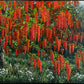 Red Wisteria Tree