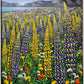 Lake Tekapo Lupins