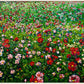 Summer Garden