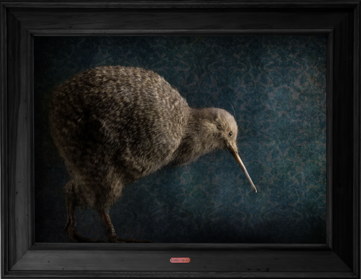 Kiwi No.4 - Edition 2/5