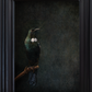 Tūī No.2 - Edition 5/5