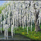 The Cherry Blossom Tree