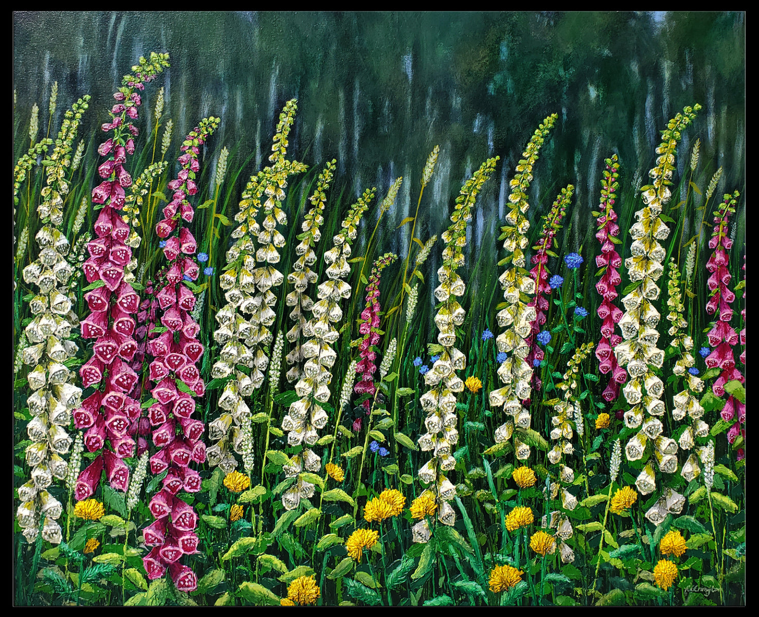 Wild Foxgloves