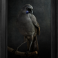Kōkako No.1 - Edition 2/5