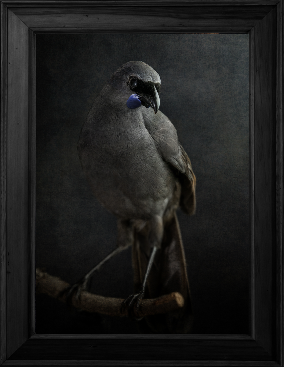 Kōkako No.1 - Edition 2/5