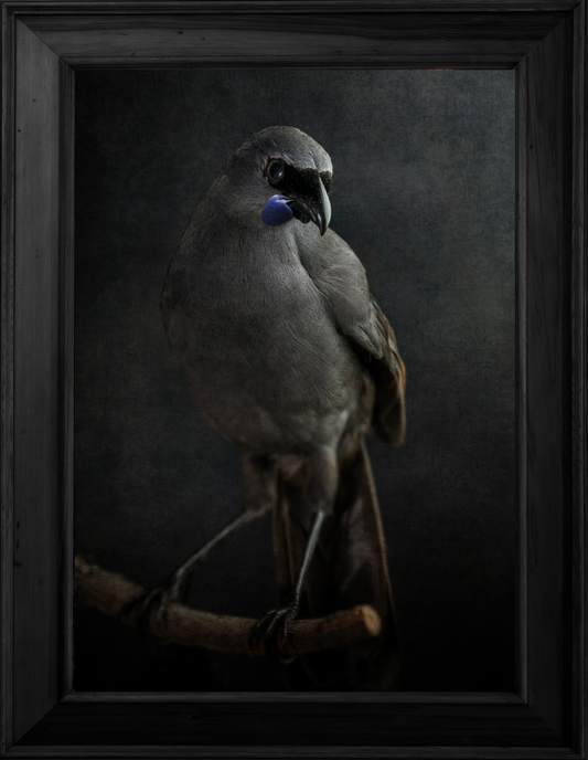 Kōkako No.1 - Edition 2/5