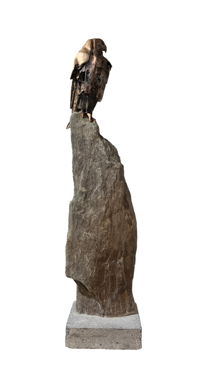 Falcon Study - Anticipation