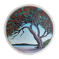Northland Pohutukawa