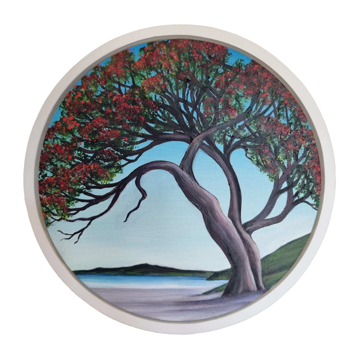 Northland Pohutukawa