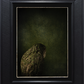 Kākāpō No.1 - Edition 4/5