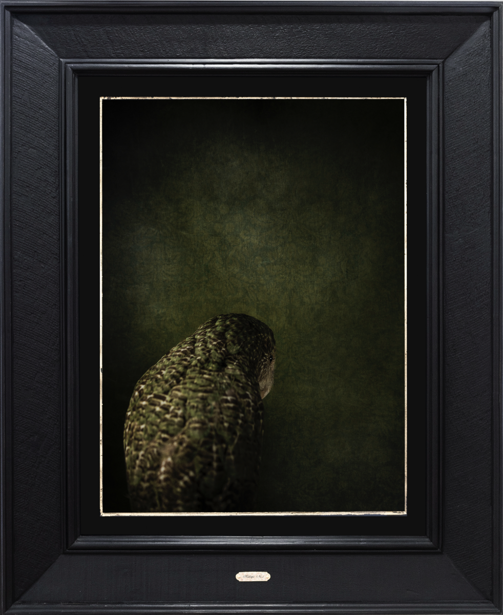 Kākāpō No.1 - Edition 4/5