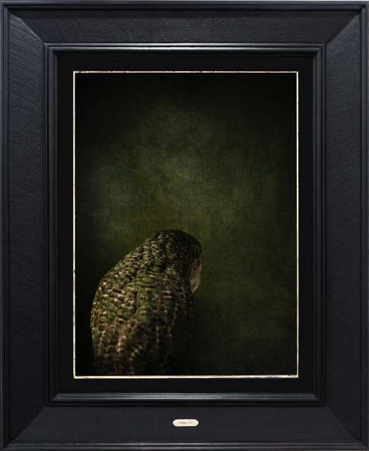 Kākāpō No.1 - Edition 4/5
