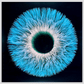 Iris 7