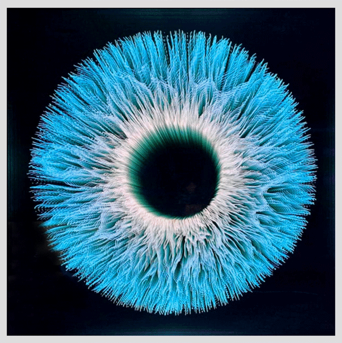 Iris 7