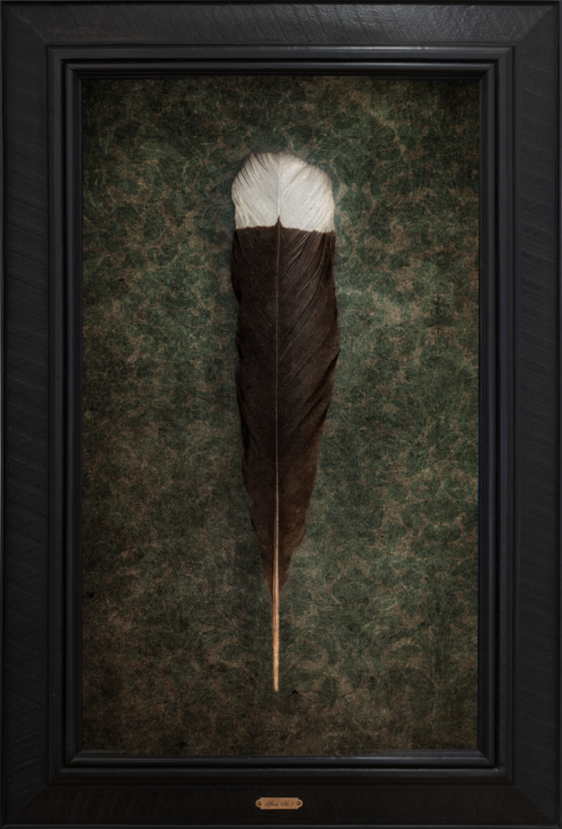 Huia No.7 - Edition 2/5