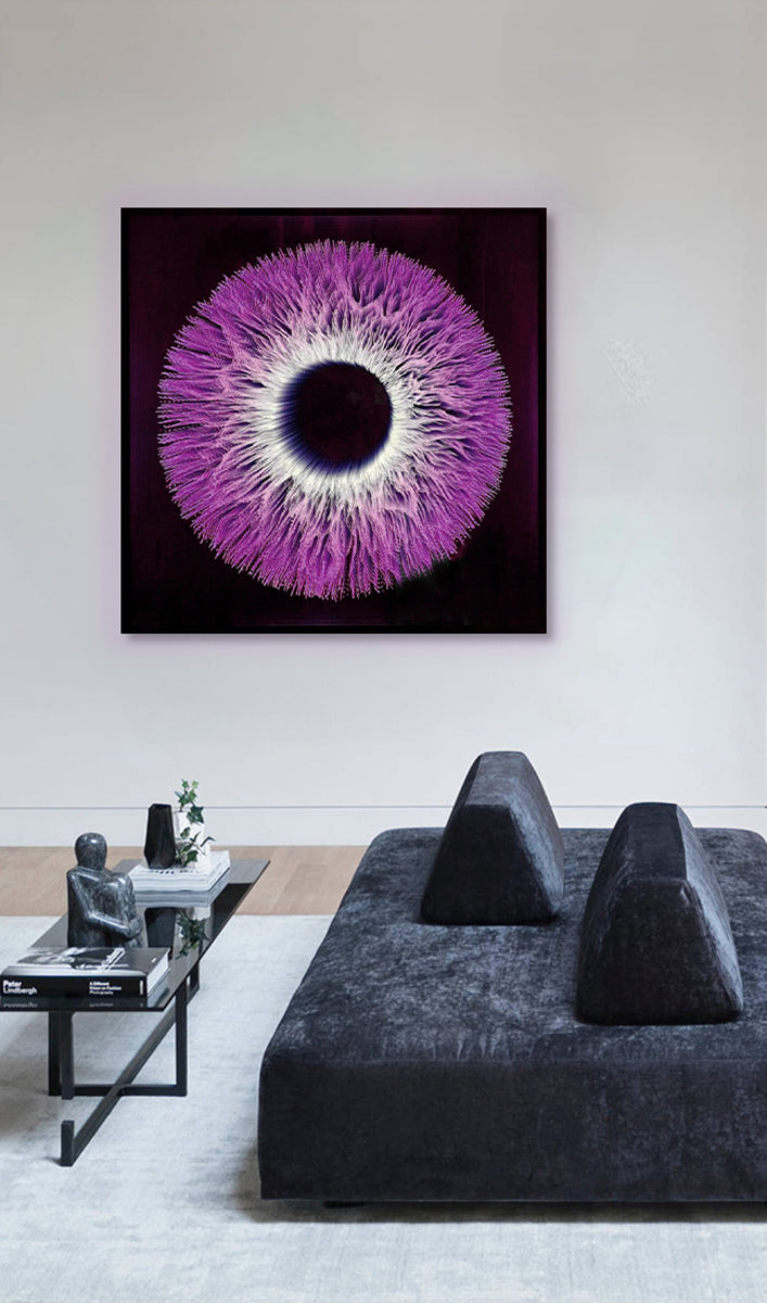 Iris 8