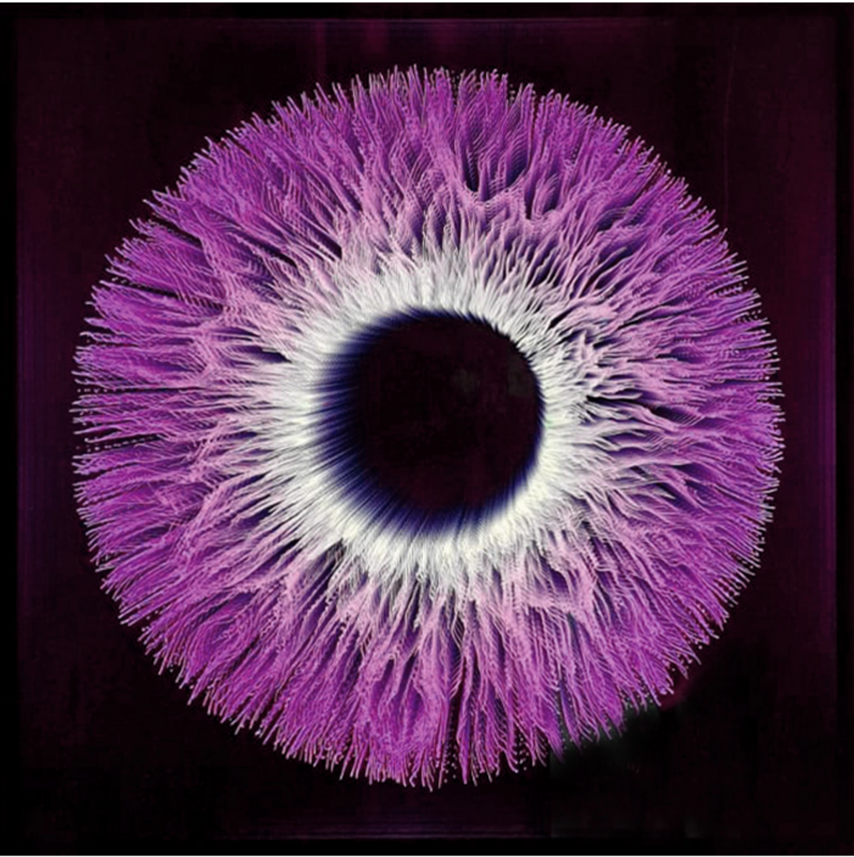 Iris 8