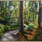Summer Routeburn Loop Track VI