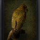 Kea No.2 - Edition 2/5
