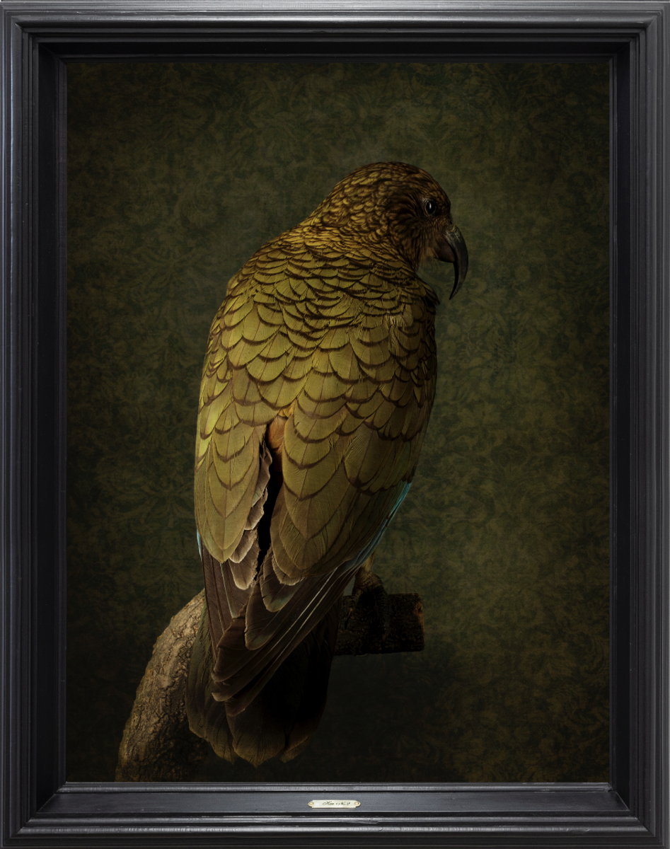 Kea No.2 - Edition 2/5