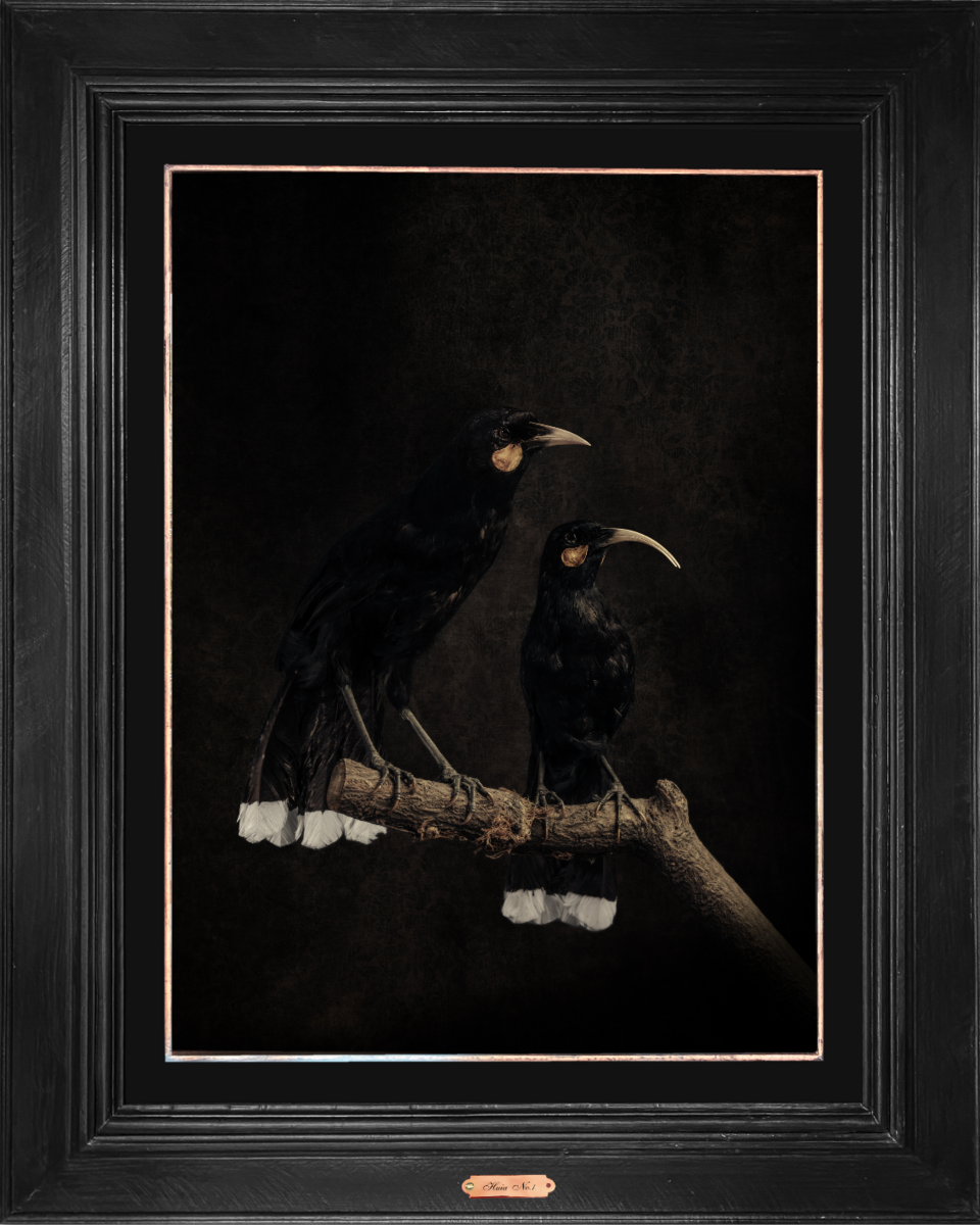Huia No.1 - Edition 5/5