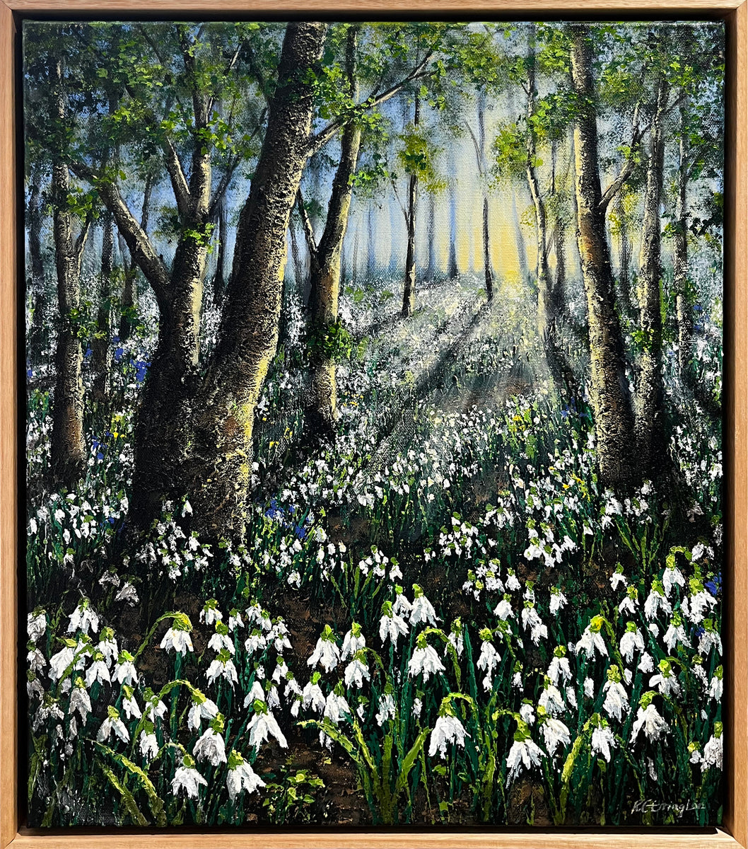 Morning Snowdrops