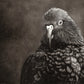 Kea Whā
