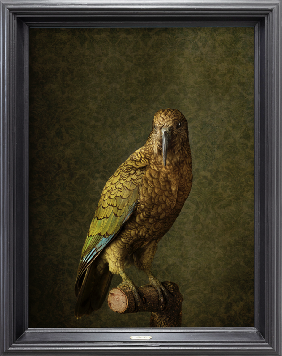 Kea No.1 - Edition 4/5