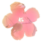 Mountain Rose